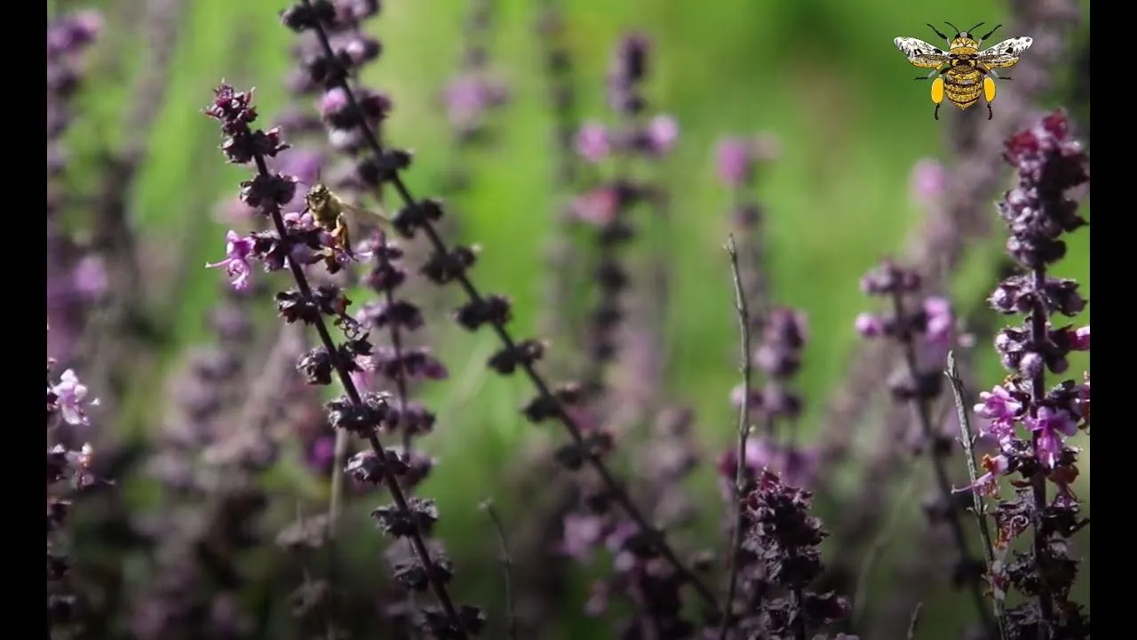 Encuentro de Apicultores por el Día Mundial de la Abeja