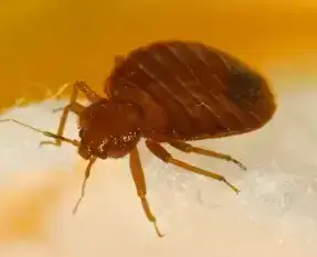 Home 8 bed bug
