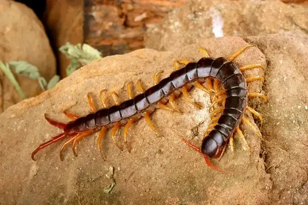 Centipedes 1 Centipedes