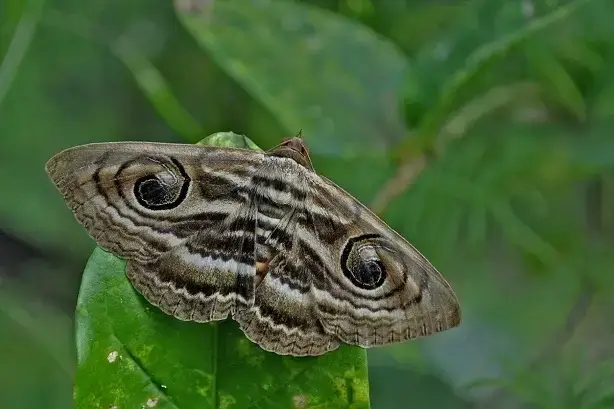 Moths 1 Moth