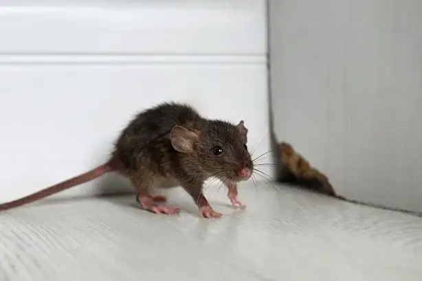 Home 10 rats