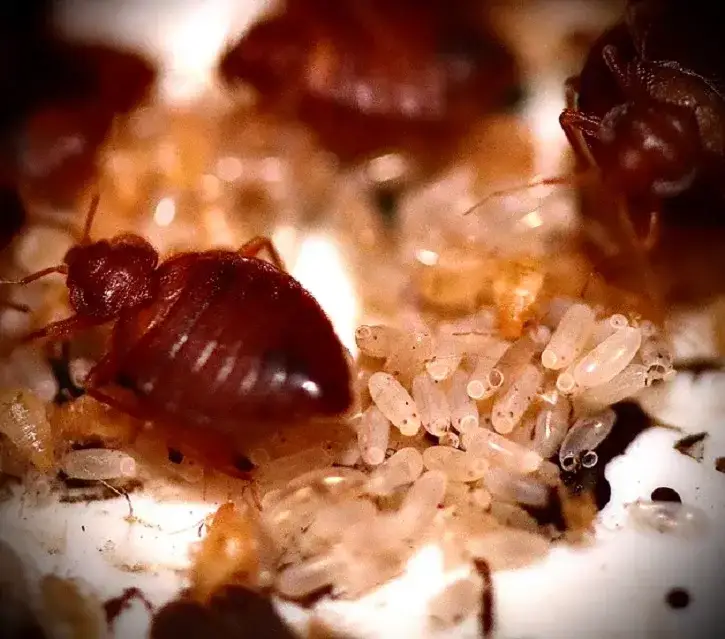 How long do bed bugs live How long do bed bugs live
