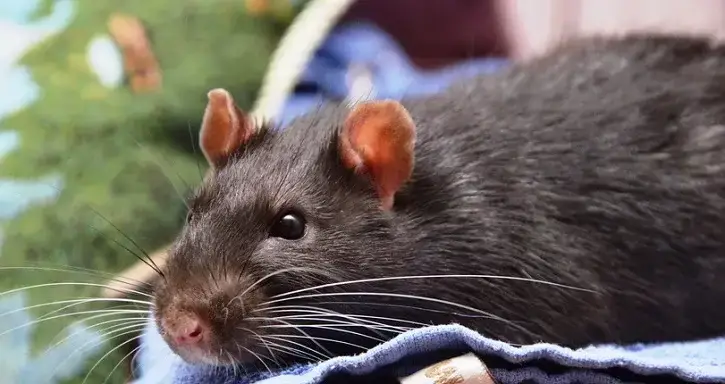 Close-up of a dark brown rat with pink ears and white whiskers on a blue towel.