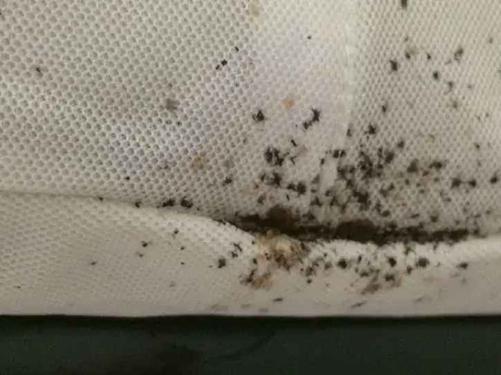 What are the signs of bed bug infestations What are the signs of bed bug infestations