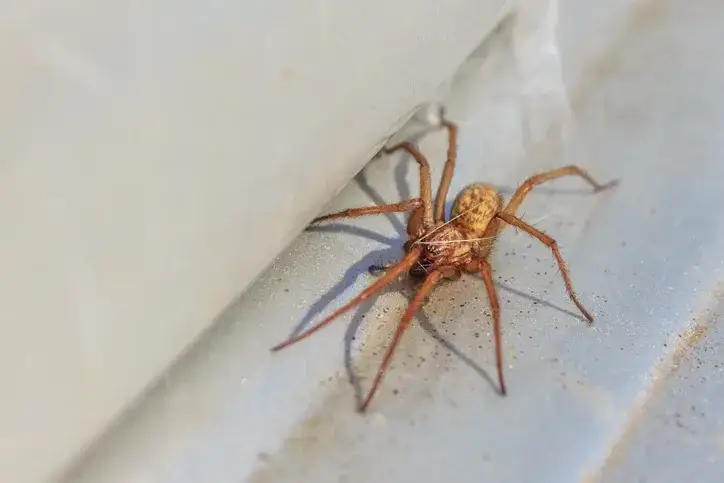 Home 11 activehouse spider
