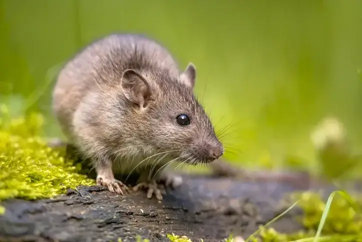 norway rat