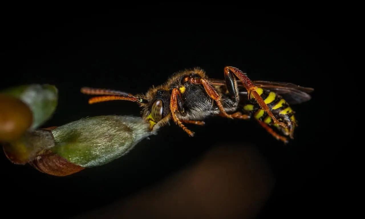 what is a wasp what is a wasp