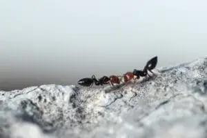How to Get Rid of Ants: Proven Home Solutions and Tips 2 Cocktail Ants
