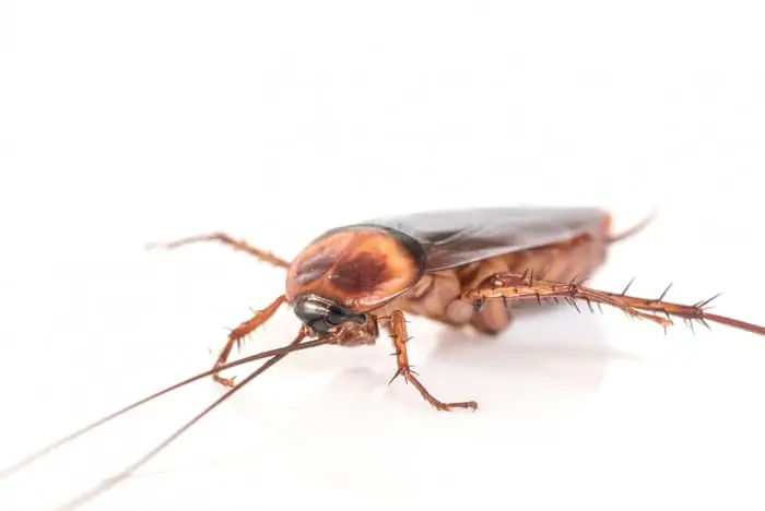 Ultimate Guide on How to Get Rid of Roaches for Good in Your Home 2 cockroach white background