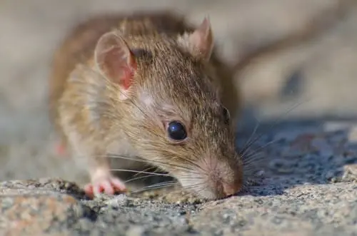 Home 9 brown-rat-concrete-ground