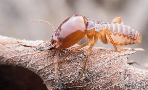Home 7 termite-walking-dried-leaf