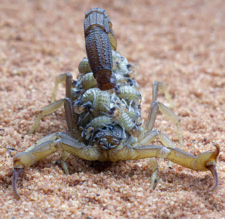 Mother scorpion carrying baby scorpions