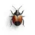 Home 2 bed-bug