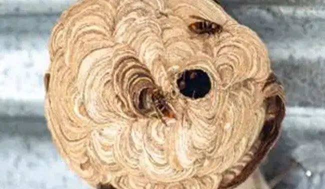 Wasps 3 hornetwasp