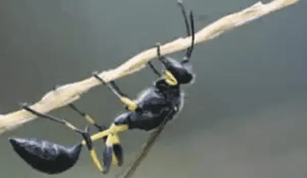 Wasps 1 maddauberwasp