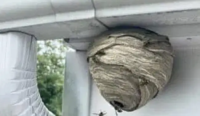 Wasps 4 paperwasps