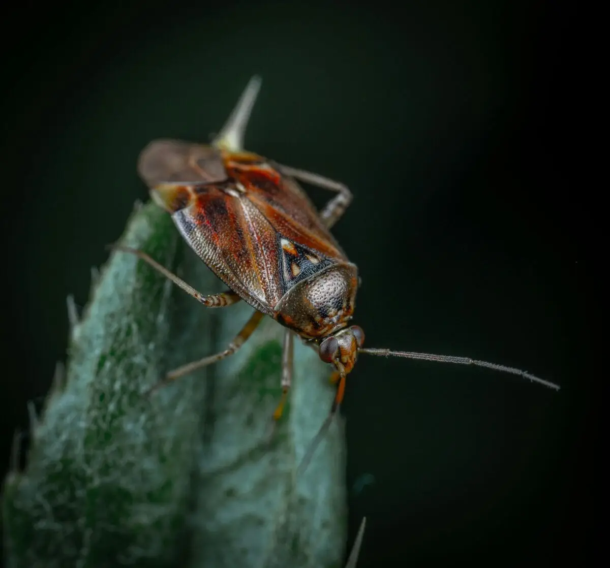 cockroach at night Close-up of a small brown shield bug perched on the tip of a green plant against a dark background.