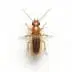 Home 1 Termite