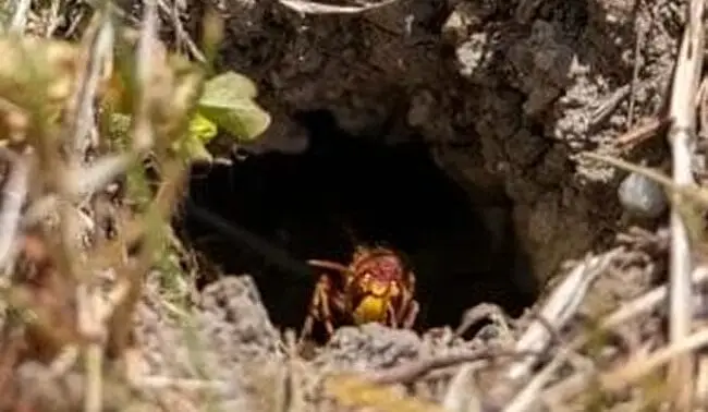 Wasps 2 yellowjacketwasp