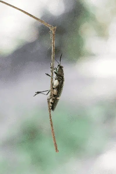 close-up-insect-clean-rock-1_optimized_100_1_optimized_100 Green beetle on twig – Texas pest control
