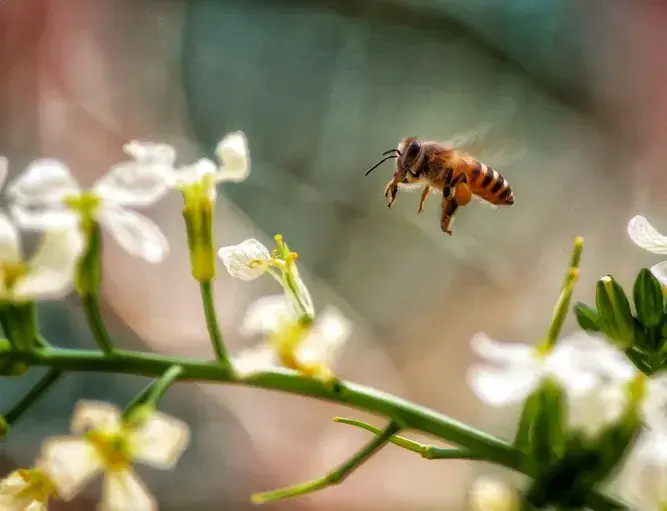 habits-of-a-wasp_optimized Honeybee flying near white flowers in Texas garden