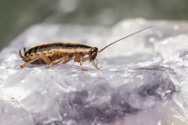 German cockroach &ndash; Texas pest control and extermination