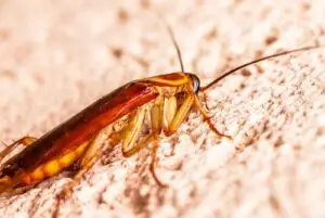 Ultimate Guide on How to Get Rid of Roaches for Good in Your Home 1 cockroach