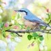 oiseau bleue