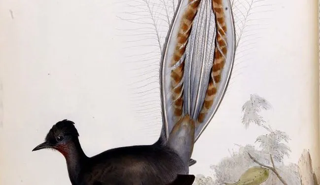 oiseau-lyre