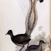 oiseau-lyre