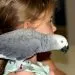 l'oiseau le plus facile ร apprivoiser