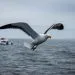 Albatros