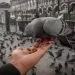 Les oiseaux domestiques les plus populaires