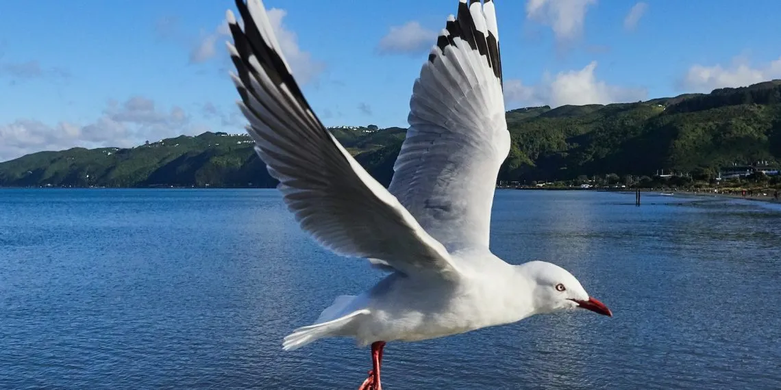 l'histoire fascinante des mouettes