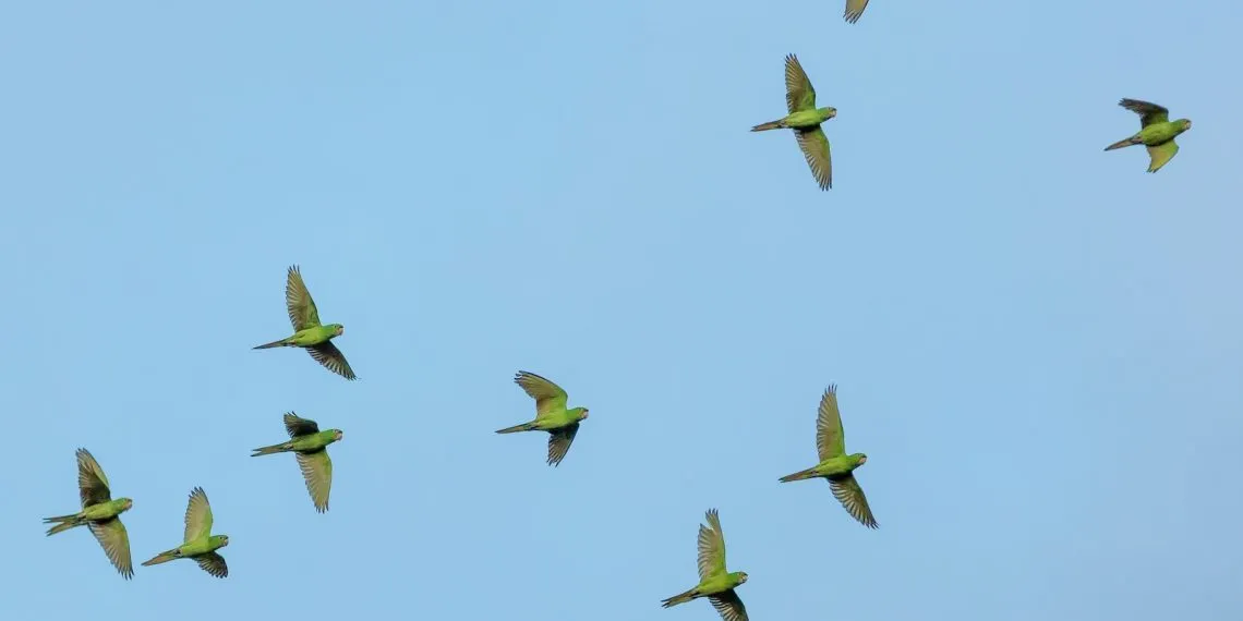 La Migration des Oiseaux