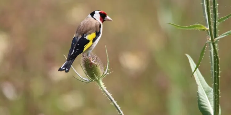 chardonneret élégant