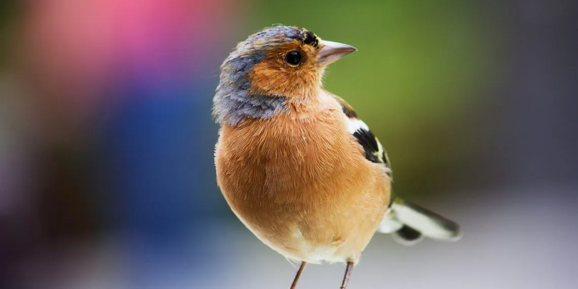 les couleurs que les oiseaux n'aiment pas