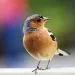 les couleurs que les oiseaux n'aiment pas