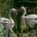 les cygnes