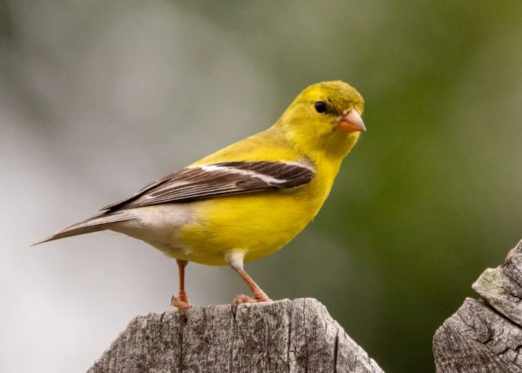 yellow and black bird on brown wooden post