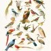 Types des oiseaux