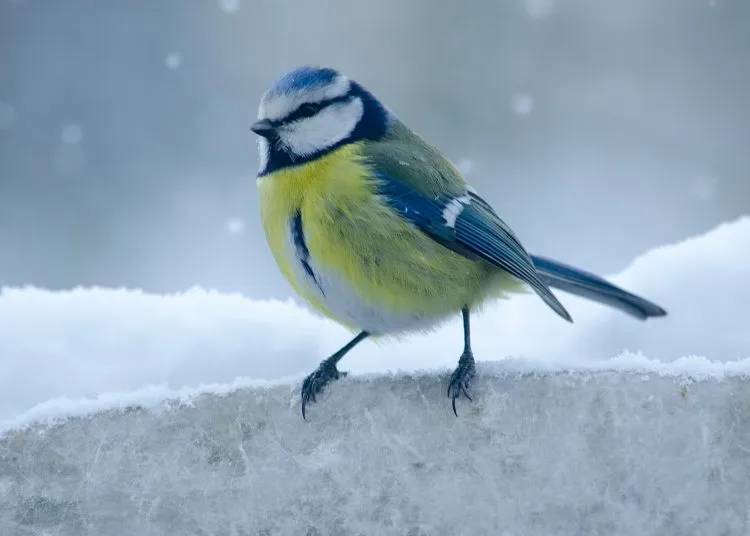 yellow and green bird