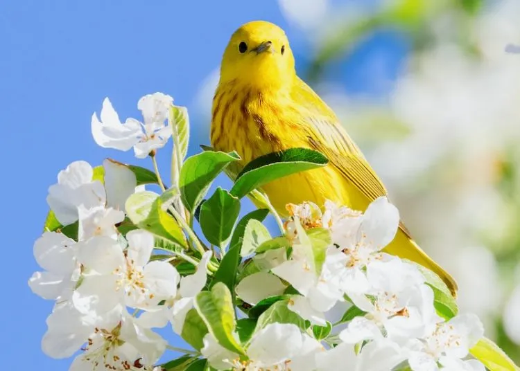 yellow bird perched on white flower