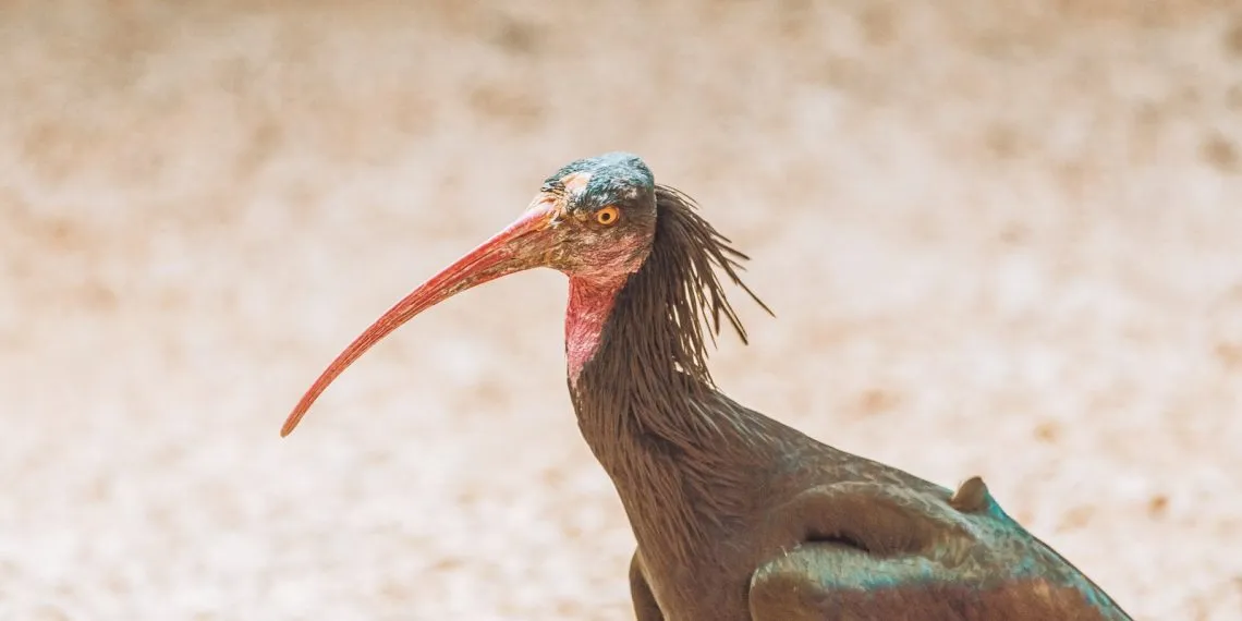 L'ibis chauve