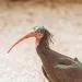 L'ibis chauve