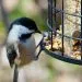 Que mange les oiseaux