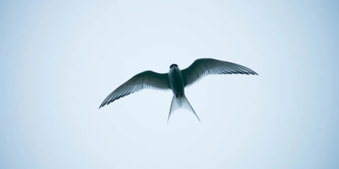 oiseau qui porte bonheur