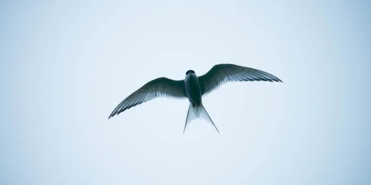 oiseau qui porte bonheur