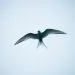 oiseau qui porte bonheur