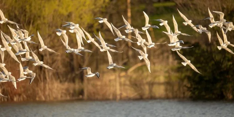 les oiseaux de Suisse